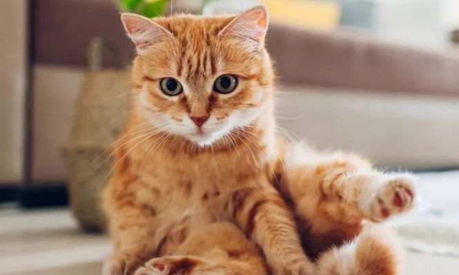 Día del Gato, ¿por qué se celebra hoy viernes 8 de agosto en todo el mundo?