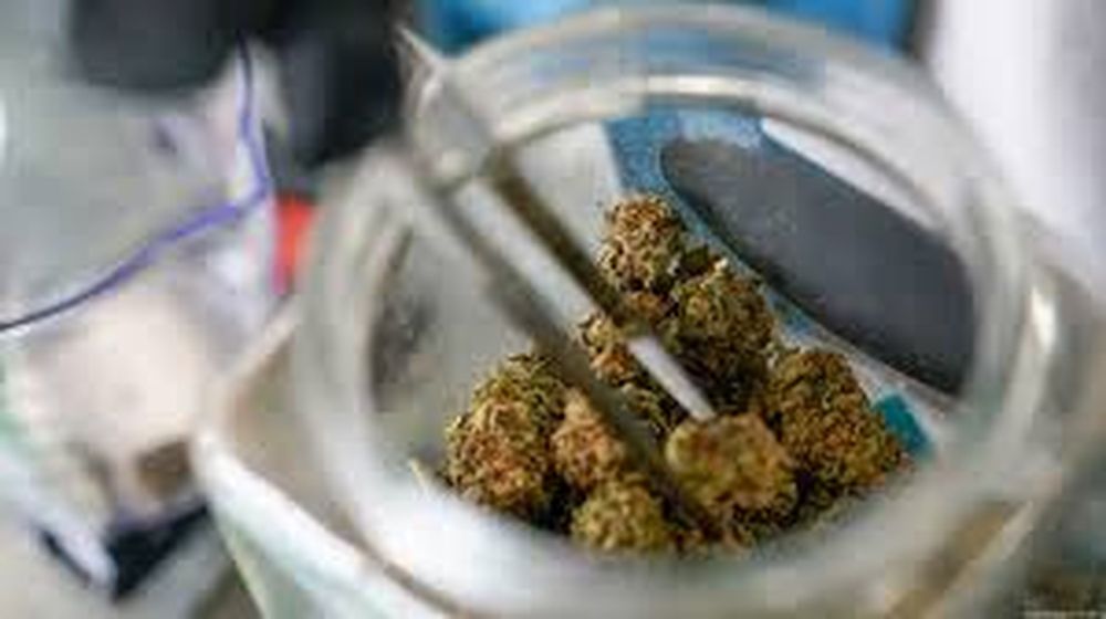 Alemania: vacas alimentadas con cáñamo producen leche con THC.