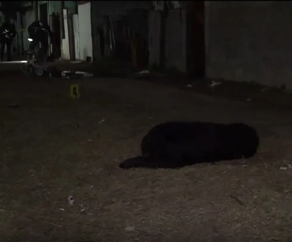 Deslizá hacia abajo para mirar el video