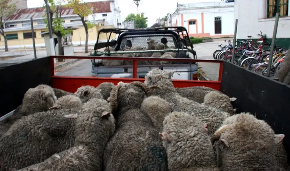 Ovejas recuperadas por la Policía en un caso de abigeato