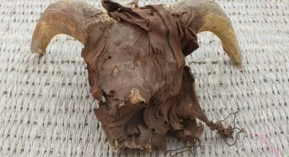 El misterio de los 2.000 cráneos de carnero momificados hallados en la tumba de Ramsés II
