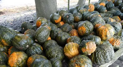 El Observador | 0018735503.webp