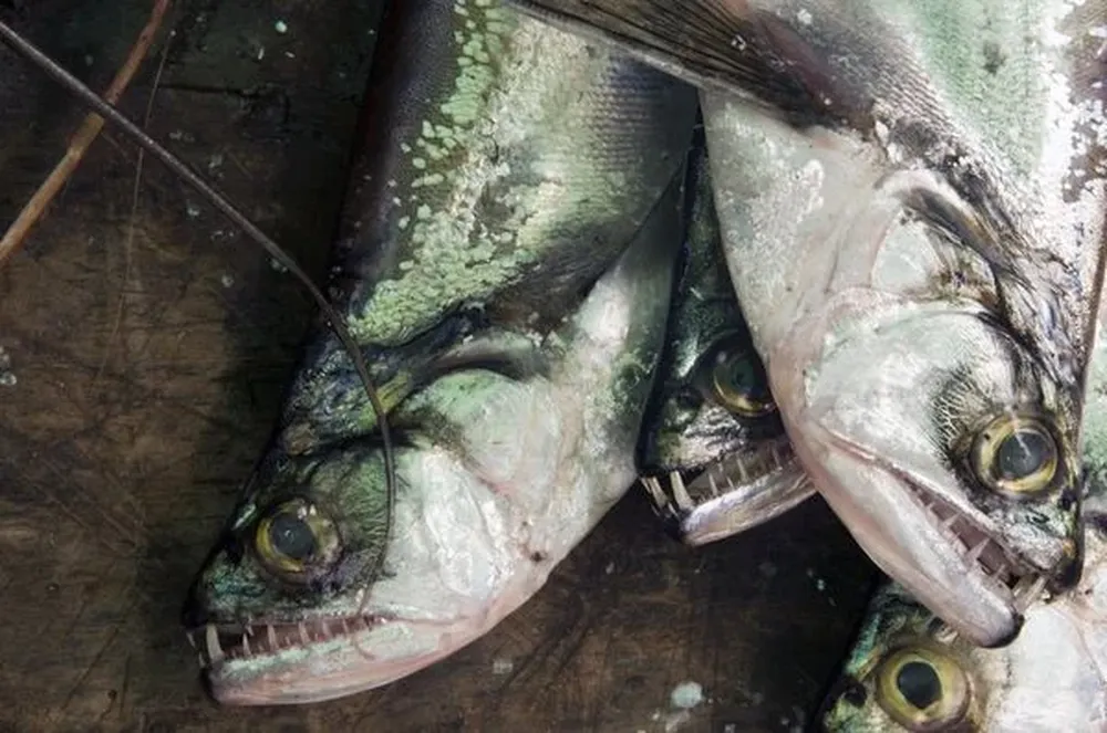 Pez vampiro En la imagen, unos ejemplares de pez vampiro están a la venta en un puesto en Perú, sobre el río Amazonas, donde habitan (también en el Orinoco). Muy poco se conoce sobre esta especie, que preda sobre la piraña, atacándola con su poderoso colmillo.