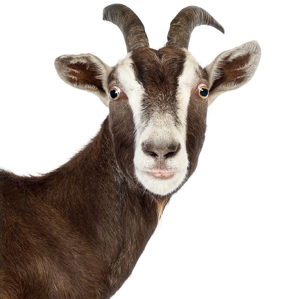 Las cabras Toggenburg de Suiza eran las preferidas de Brinkley pues, explicó, no tenían el olor persistente que era peculiar a los machos cabríos en todo el mundo.