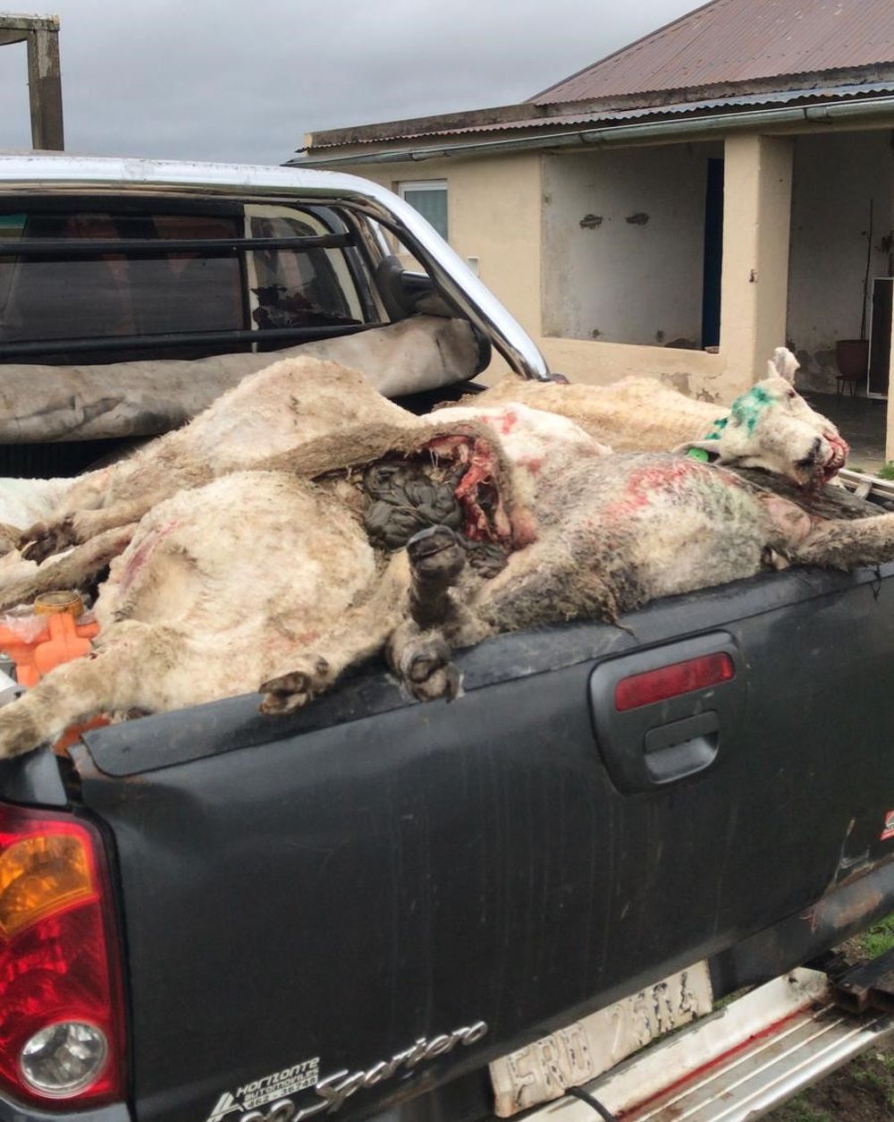 Ovinos muertos, recolectados por el productor tras el último ataque de perros.
