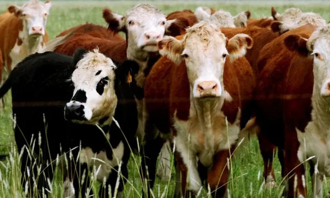Los futuros son una nueva herramienta para el mercado ganadero,