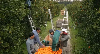 IVA en suspenso de frutas, flores y hortalizas