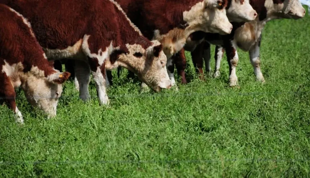 La rotación de cultivos dará pasturas a la ganadería