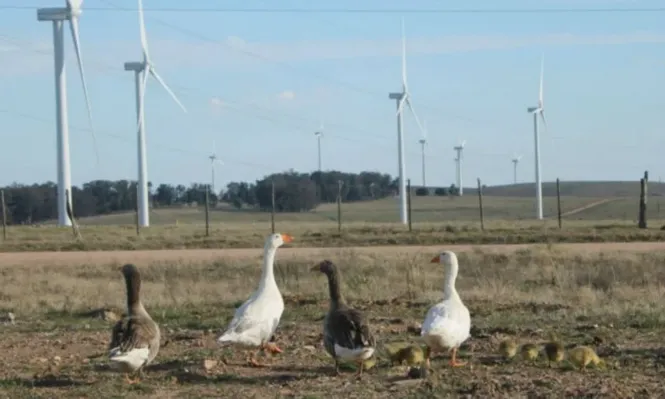 Parque eólico de UTE aprobó las ganancias que repartirá entre sus accionistas