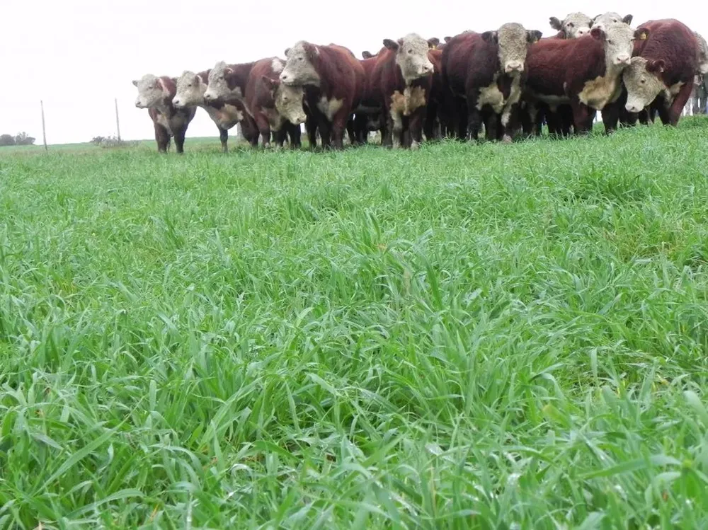 La oferta de ganado gordo disponible es escasa pero de buena calidad