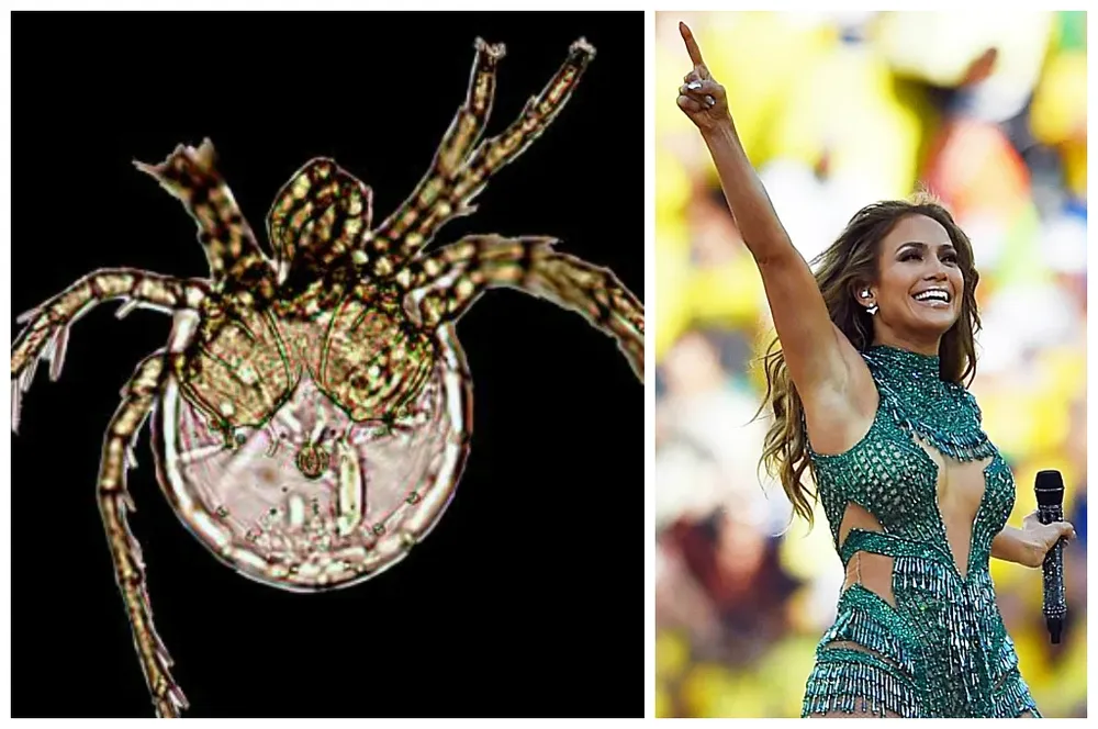 El ácaro Litarachna lopezae y la cantante Jennifer López durante la ceremonia de apertura del Mundial de Brasil 2014