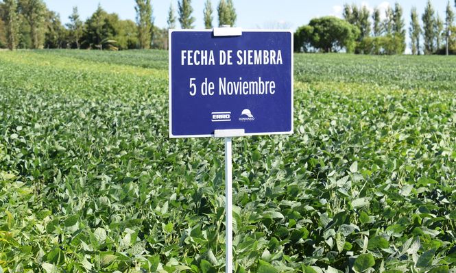 Campaña agrícola: en la última concluída en un área similar se produjo mucho más.