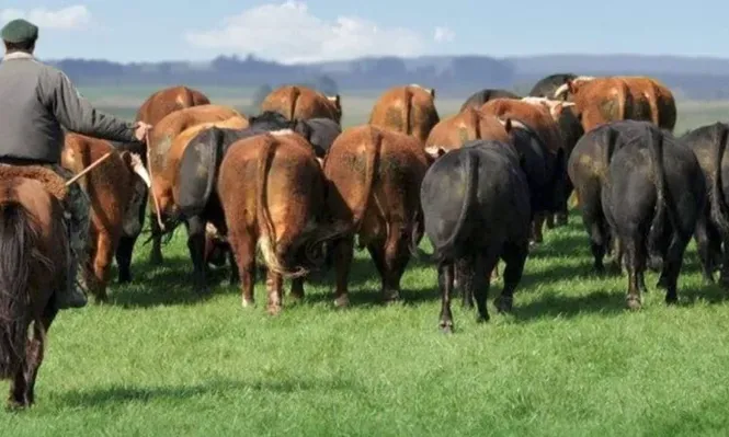 Se ofrecerán 25 toros Polled Hereford, 25 toros Angus.