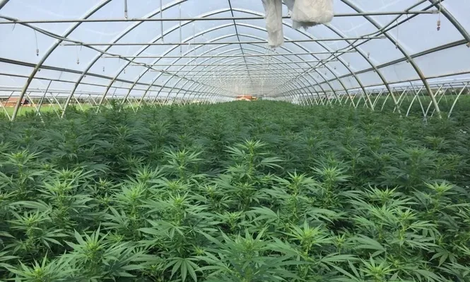 El cáñamo industrial da cinco subproductos, pero en Uruguay el más popular es la flor por su valor comercial.