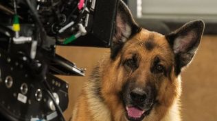 Comisario Rex: la serie que este año cumple 30 años y tiene el mejor perro del mundo