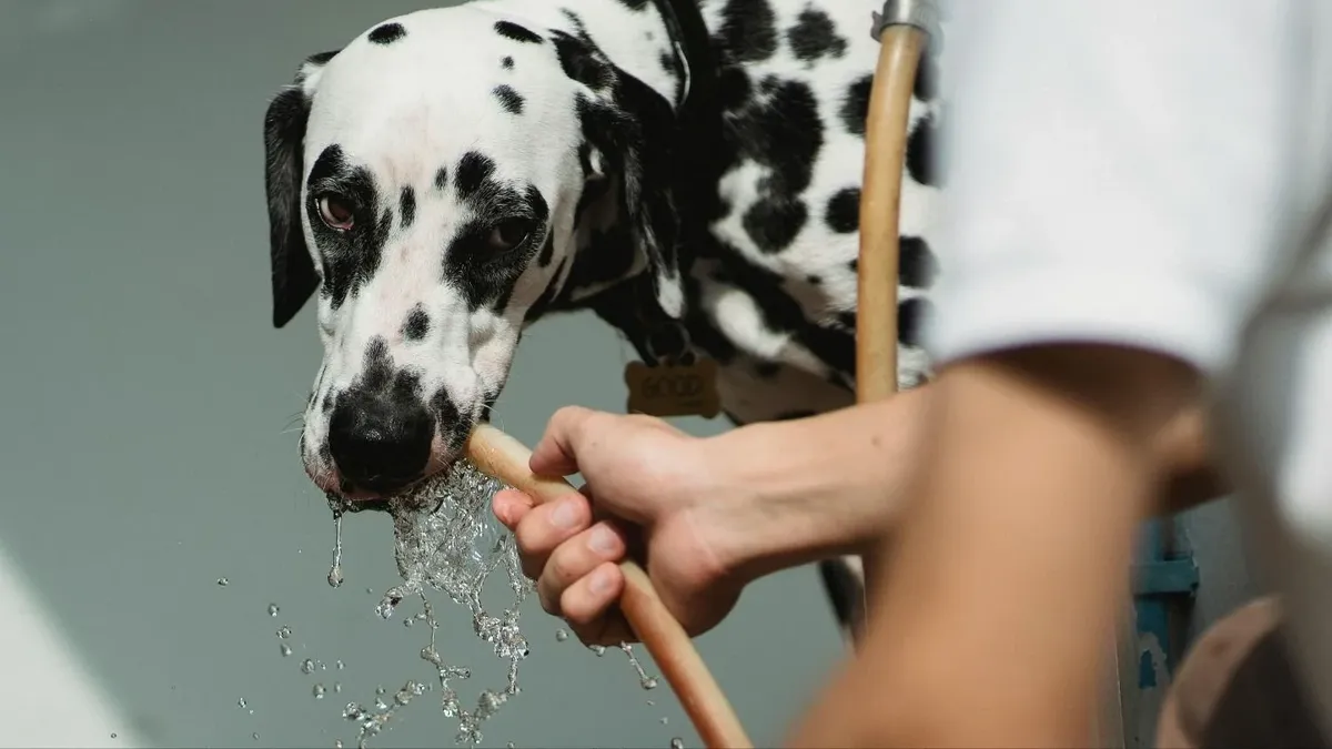 Cuánta agua debe beber un perro al día?, los mejores consejos para que tu  mascota permanezca bien hidratada