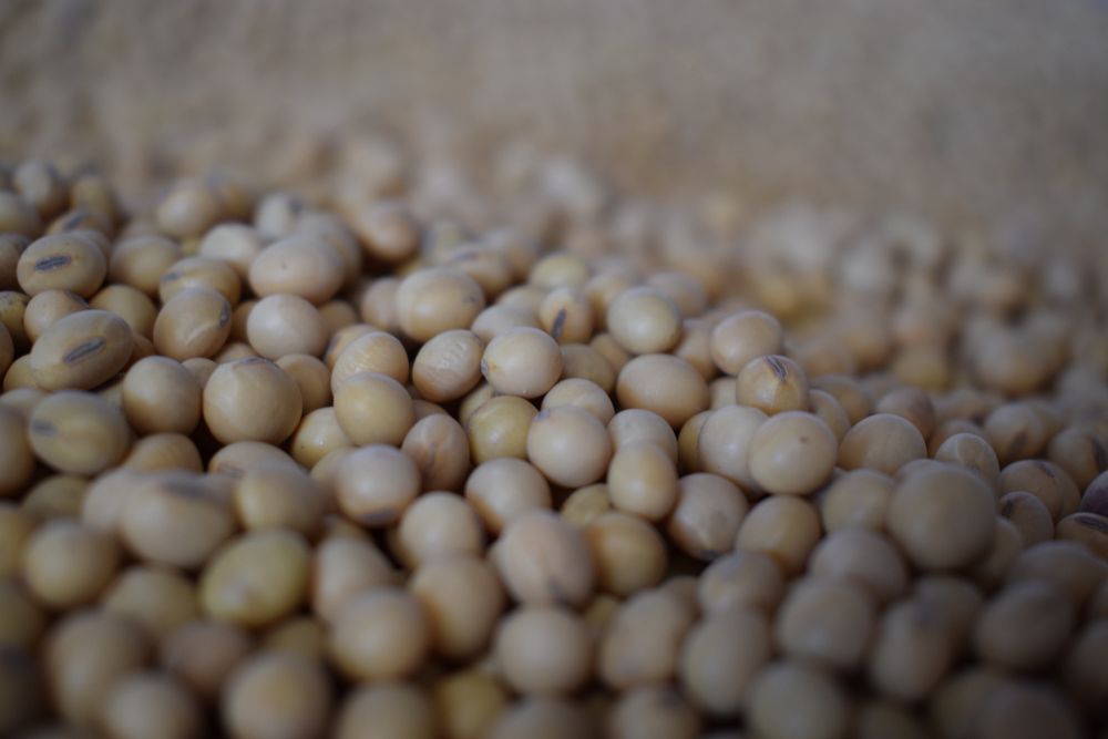 Mercado de granos: productores atentos a subas y bajas en los precios.