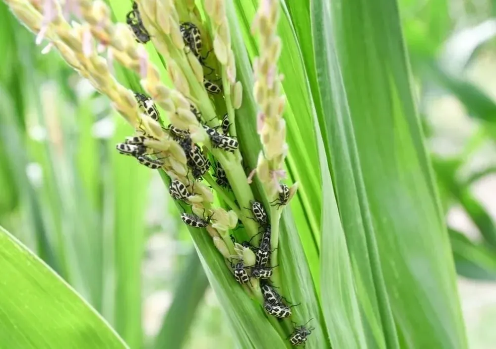 El INIA reportó 32 focos de aparición del escarabajo siete de oro.