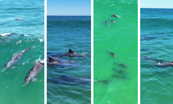 VIDEO | Casi una decena de delfines nadaron a pocos metros de la costa de La Paloma