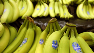 Racimos de plátanos de la marca Chiquita a la venta en una tienda de comestibles en Zelienople, Pensilvania