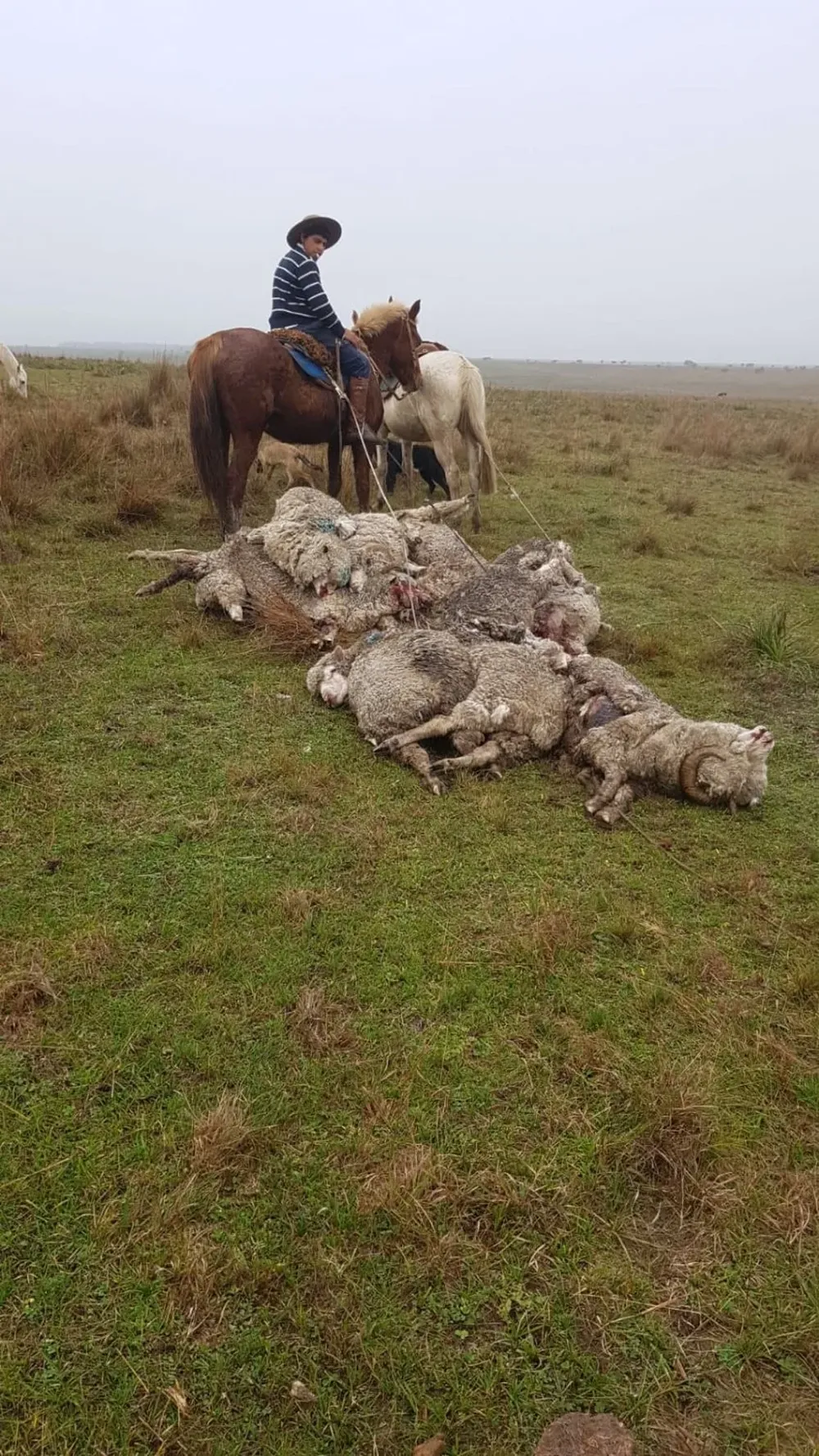 Uno de los colaboradores de Fabio Silva recogiendo los lanares muertos.