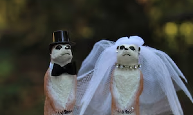 Los suricatos, los castores y los humanos, entre los más monógamos.