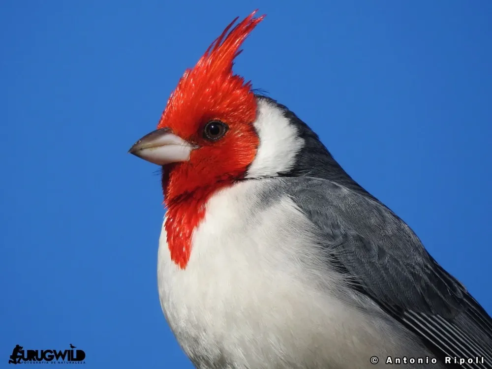 Cardenal de copete rojo