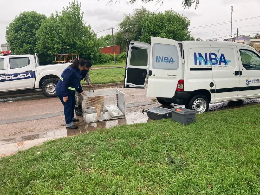 Rescate de los dos perros abandonados en su casa de Paso Carrasco