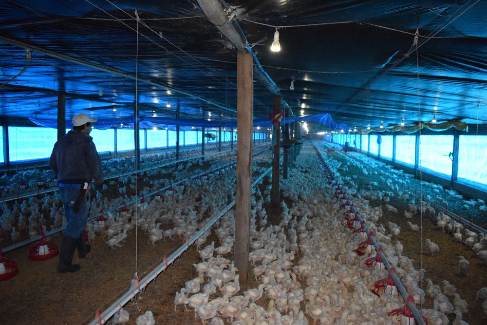 Galpón de producción de pollos parrilleros.