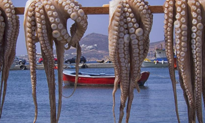 Pulpos frescos recién pescados.