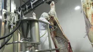 Faena vacuna, momento clave en la cadena de la agroindustria de la carne.