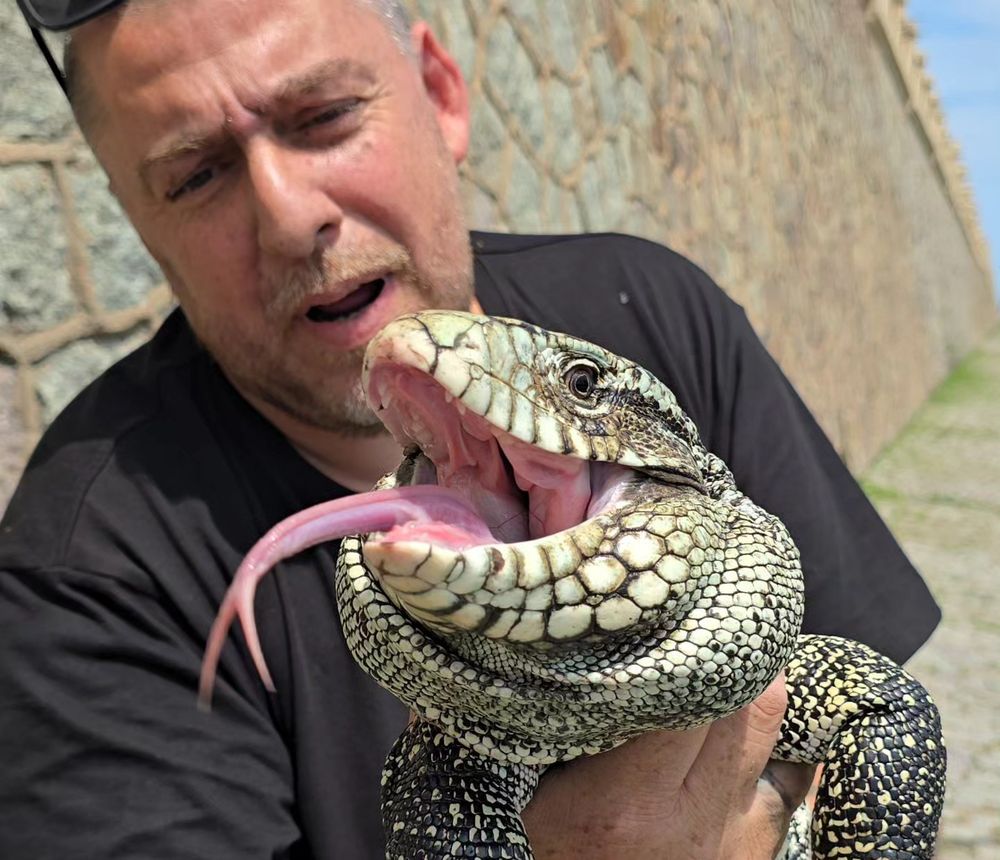 Lagarto en Piriápolis