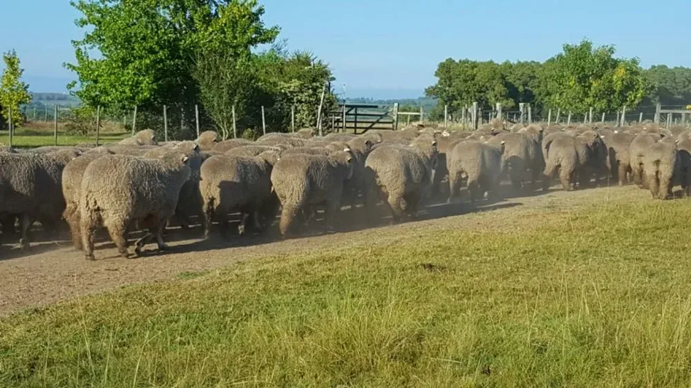 El remate se transmitirá en vivo por internet