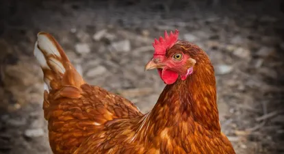 nuevo foco de gripe aviar en lavalleja: mas de 50 aves sacrificadas