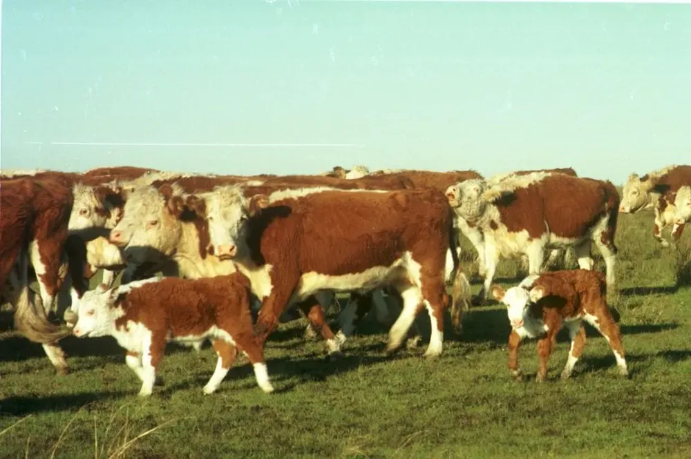 Un tema sanitario plantea desafíos para la reproducción de la ganadería