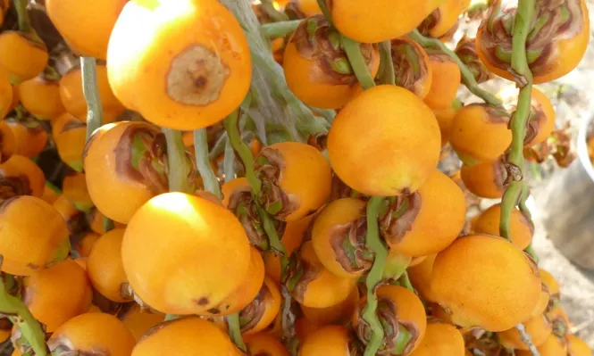 No tan solo es palmar: el butiá se diversifica y pide cancha