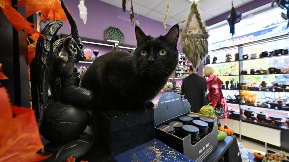 Un gato negro en el mostrador de un local.&nbsp;