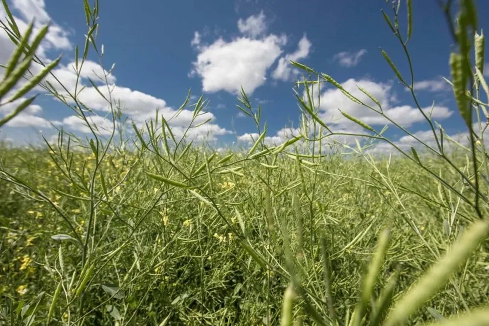 La siembra de carinata en la actual campaña de cultivos de invierno concluirá en los próximos días