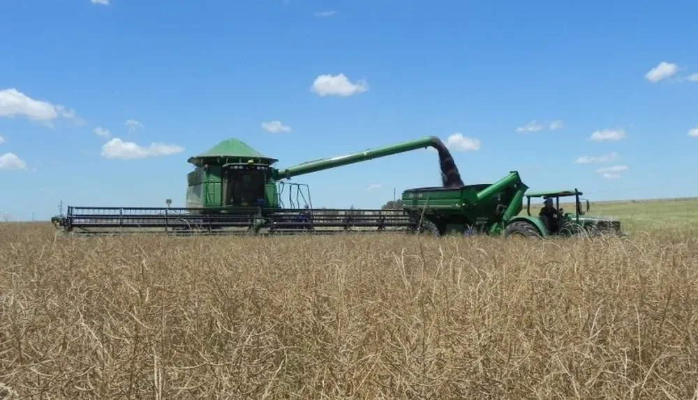 La colza no escapó a la tónica bajista de precios en un mercado sensible a los volantazos geopolíticos