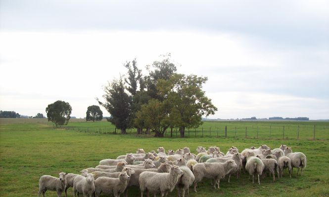 Ovinos en Uruguay, cada vez menos.