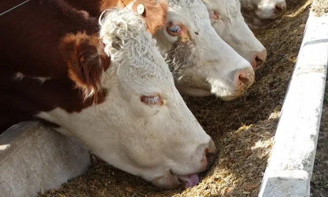 Mercado ganadero puede consolidar la recuperación