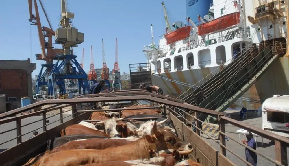 La exportación de ganado en pie puede resultar una alternativa para alivianar los campos