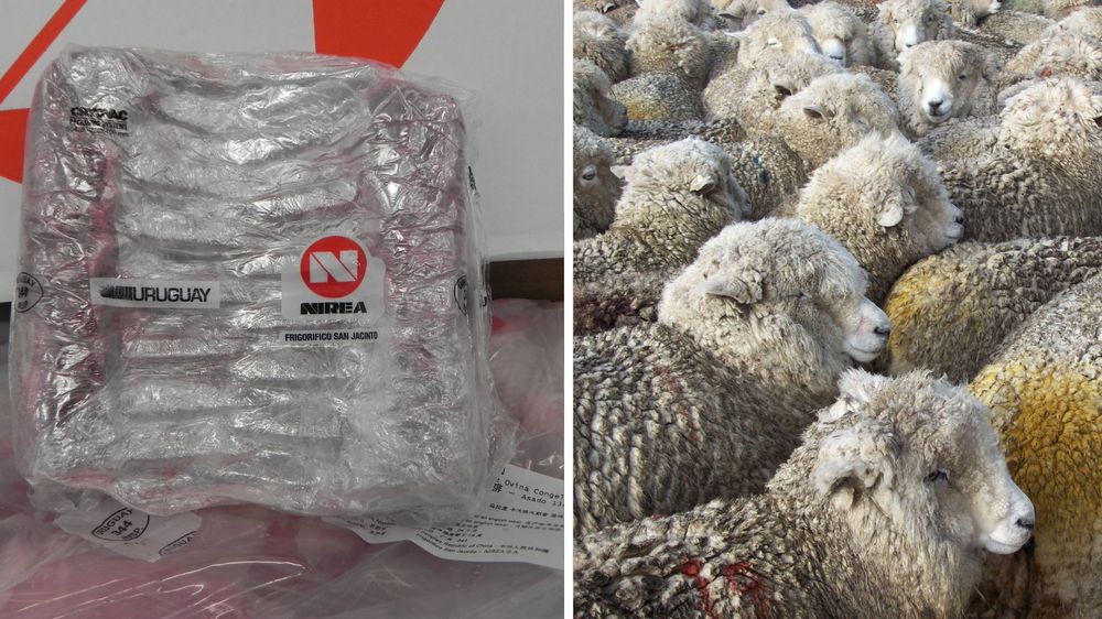 Rubro ovino: lanas y carne, en ese orden, los grandes generadores de ingresos.