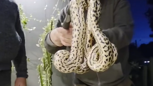 Alternatus Uruguay rescató una anaconda