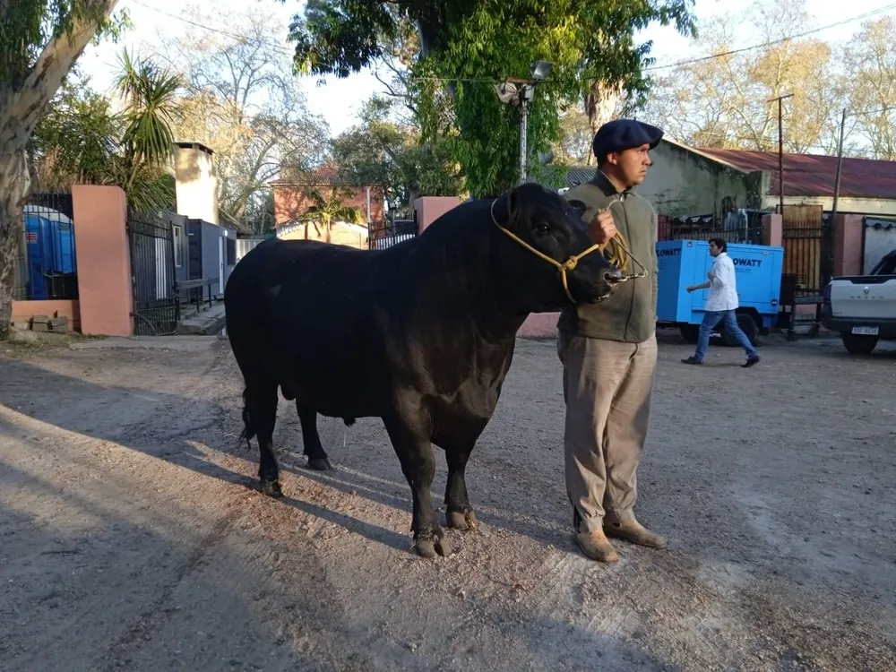 El primer vacuno en ingresar a la Expo Prado es un toro Aberdeen Angus que pesa 900 kilos y es propiedad de la cabaña Rincón de las Mulas.