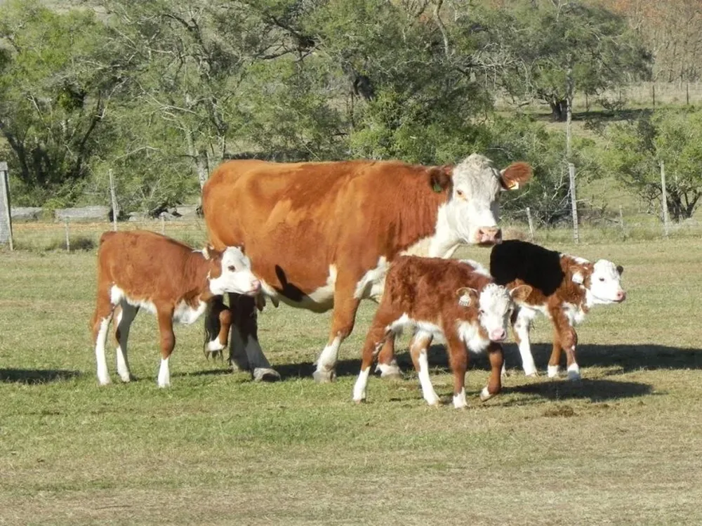 CAF analizó la gestión cooperativa en los distintos rubros de la producción