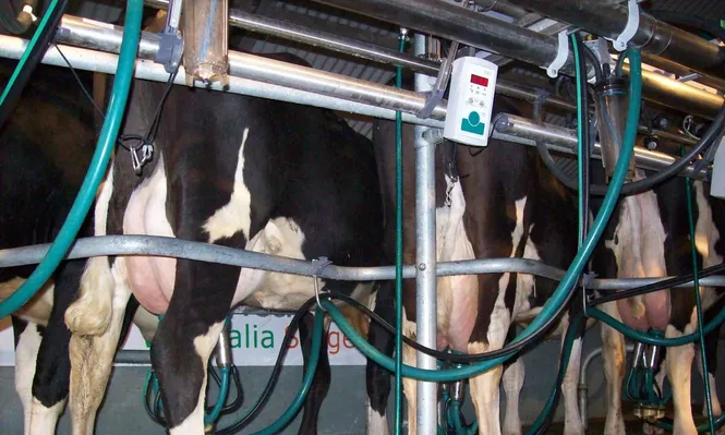 Brasil: se frena el alza en precios de la leche
