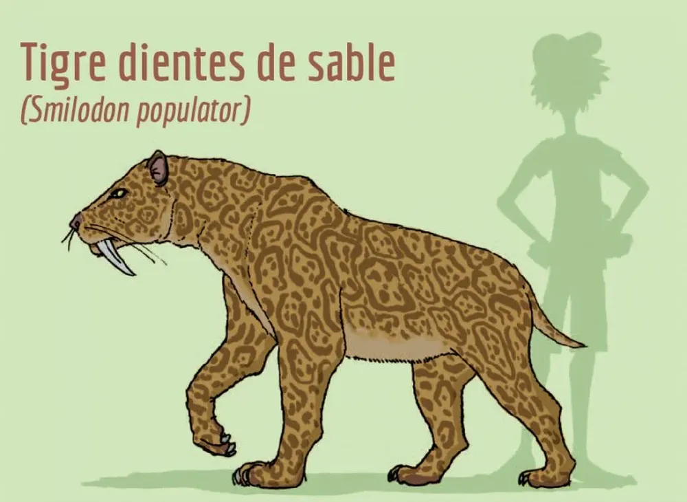 Tigre dientes de sable. El mamífero más peligroso de su tiempo, fuerte y no muy veloz