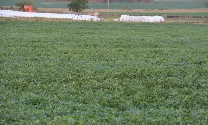 El productor responde con mejor producción cuando las condiciones del negocio son claras, dijo Zerbino.