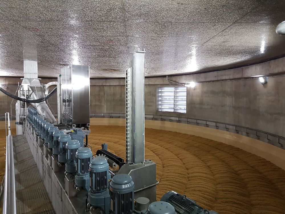 Germinación de cebada Germinación de cebada